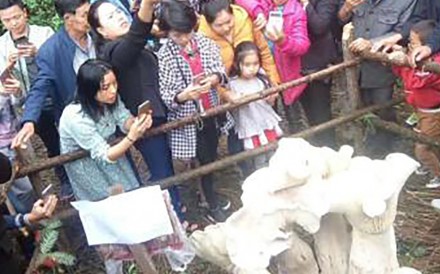 Dân Trung Quốc tìm thấy hàng loạt nấm vua khổng lồ