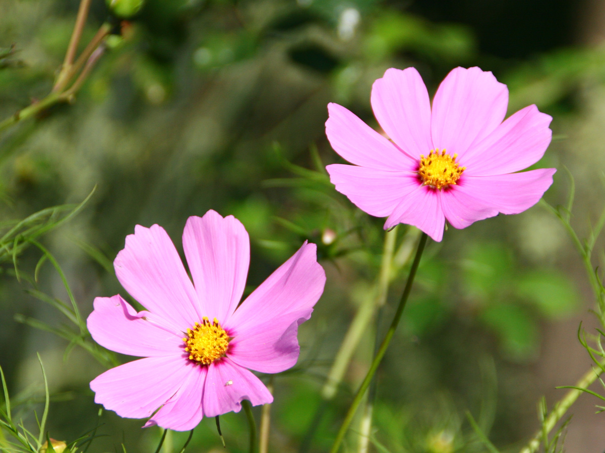 Thứ Ba của bạn (24/10): Kim Ngưu lạc quan hơn lúc nào hết