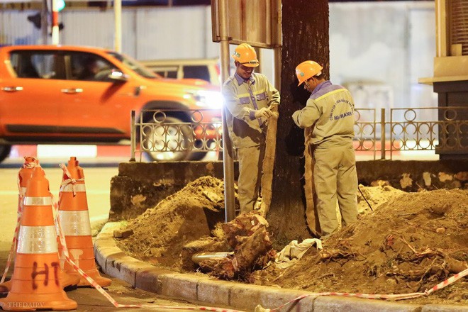 Chùm ảnh: Di dời hàng bằng lăng cuối cùng trên đường Kim Mã