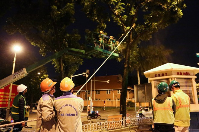 Chùm ảnh: Di dời hàng bằng lăng cuối cùng trên đường Kim Mã