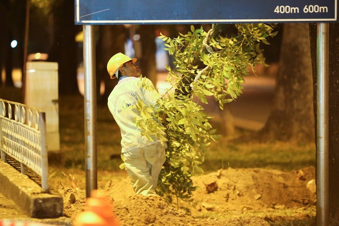 Chùm ảnh: Di dời hàng bằng lăng cuối cùng trên đường Kim Mã