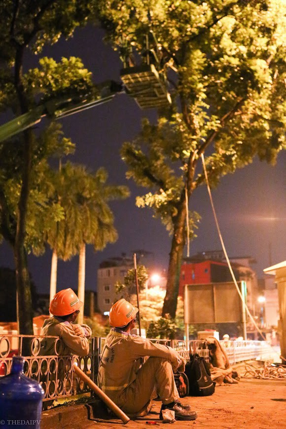 Chùm ảnh: Di dời hàng bằng lăng cuối cùng trên đường Kim Mã