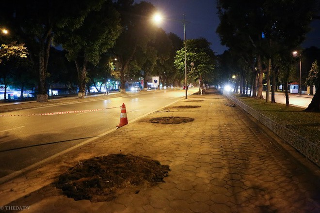 Chùm ảnh: Di dời hàng bằng lăng cuối cùng trên đường Kim Mã