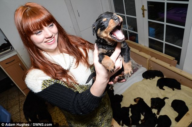 Chó khủng đẻ một lần 15 cún con