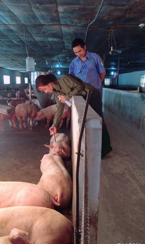 Cô gái chăn heo bị trêu chọc sau bức ảnh xinh đẹp tại trang trại