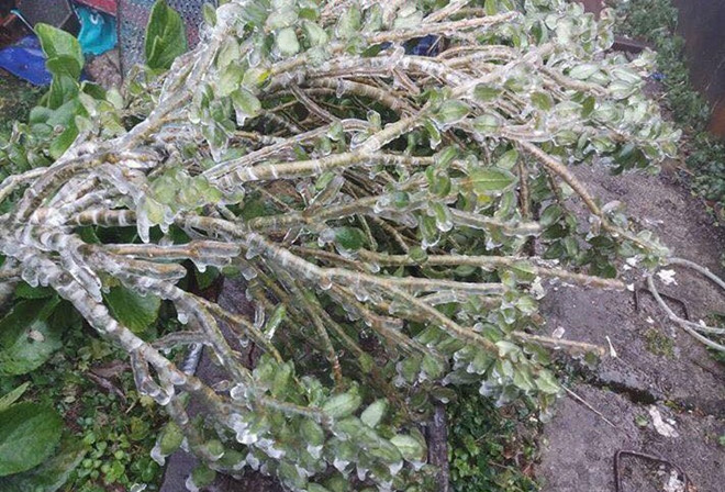 Nhiệt độ xuống 1 độ C, đỉnh núi Phia Oắc có băng giá phủ kín