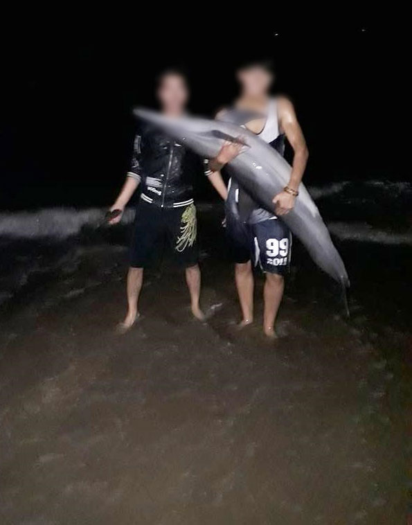 Chính quyền địa phương lên tiếng vụ cá heo vừa được cứu hôm trước, sáng hôm sau đã bị bắt làm thịt ở Đồ Sơn