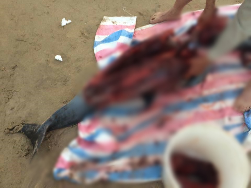 Chính quyền địa phương lên tiếng vụ cá heo vừa được cứu hôm trước, sáng hôm sau đã bị bắt làm thịt ở Đồ Sơn