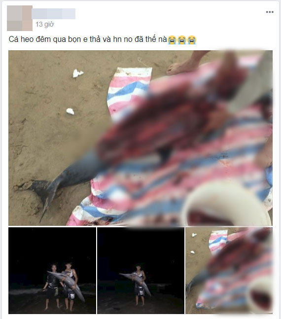 Chính quyền địa phương lên tiếng vụ cá heo vừa được cứu hôm trước, sáng hôm sau đã bị bắt làm thịt ở Đồ Sơn