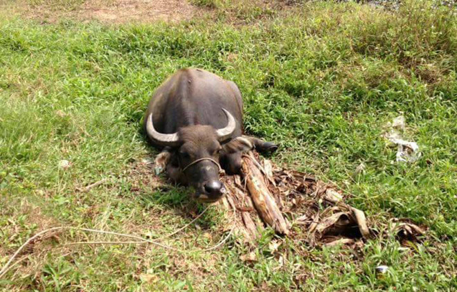 9 con trâu bị chặt chân, cắt gân chân trong đêm