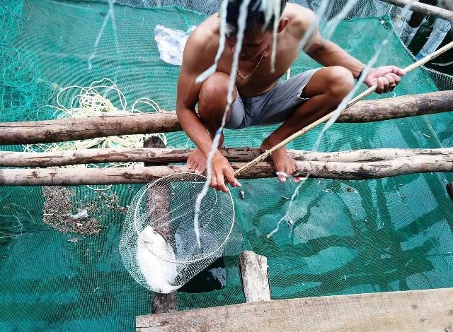 Dự án mở rộng hầm đường bộ Hải Vân khiến cá nuôi chết hàng loạt?