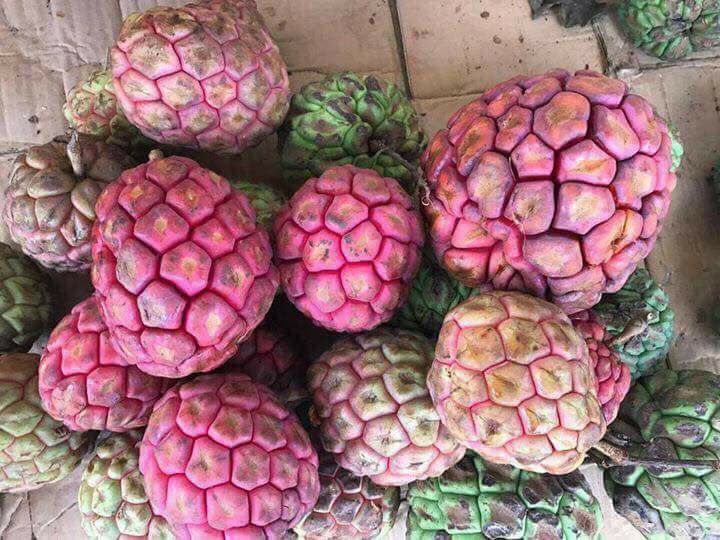 Hà Thành ăn lạ: Na rừng khủng nặng tới 4kg - quà rừng cho đàn ông, tiền triệu/quả