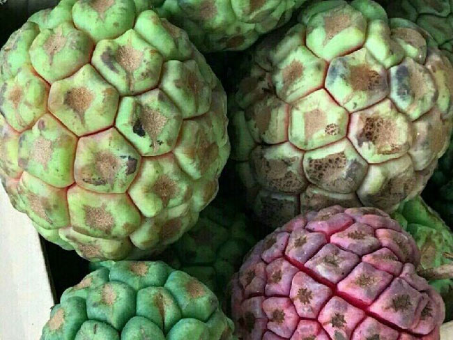 Hà Thành ăn lạ: Na rừng khủng nặng tới 4kg - quà rừng cho đàn ông, tiền triệu/quả