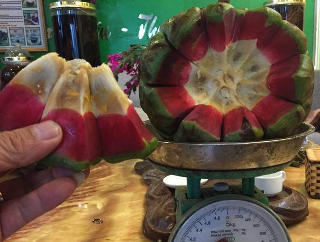 Hà Thành ăn lạ: Na rừng khủng nặng tới 4kg - quà rừng cho đàn ông, tiền triệu/quả