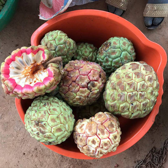 Hà Thành ăn lạ: Na rừng khủng nặng tới 4kg - quà rừng cho đàn ông, tiền triệu/quả