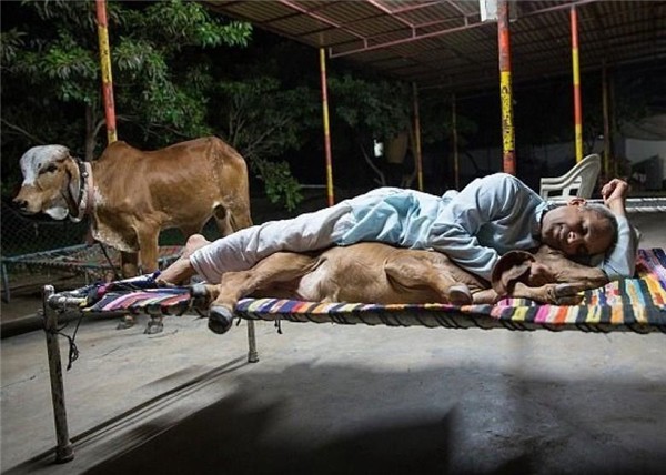 Chuyện lạ gây sốc: Người đàn ông bỏ vợ bỏ con để sống chung với bò