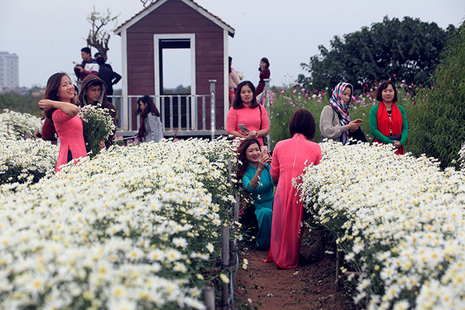 Hà Nội: Bất chấp rét đậm, hàng nghìn người đổ về Nhật Tân check-in cúc họa mi