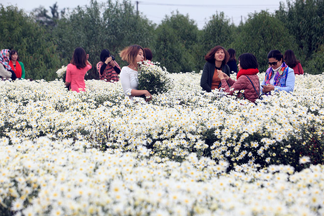 Hà Nội: Bất chấp rét đậm, hàng nghìn người đổ về Nhật Tân check-in cúc họa mi