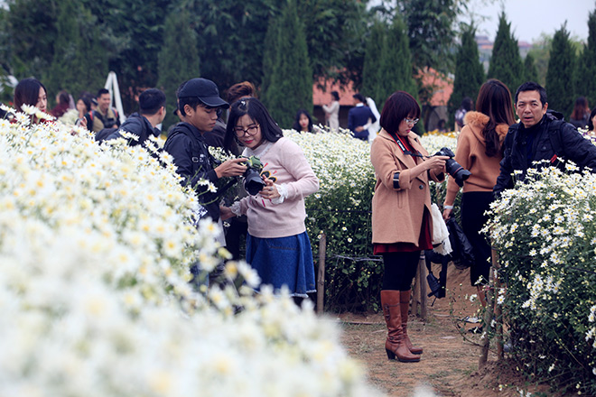 Hà Nội: Bất chấp rét đậm, hàng nghìn người đổ về Nhật Tân check-in cúc họa mi