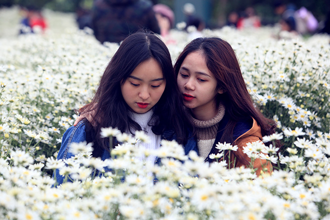 Hà Nội: Bất chấp rét đậm, hàng nghìn người đổ về Nhật Tân check-in cúc họa mi