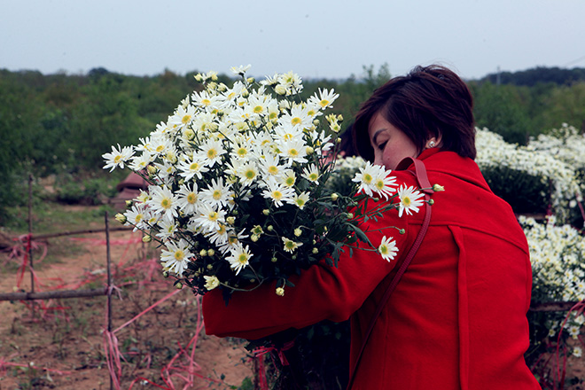 Hà Nội: Bất chấp rét đậm, hàng nghìn người đổ về Nhật Tân check-in cúc họa mi