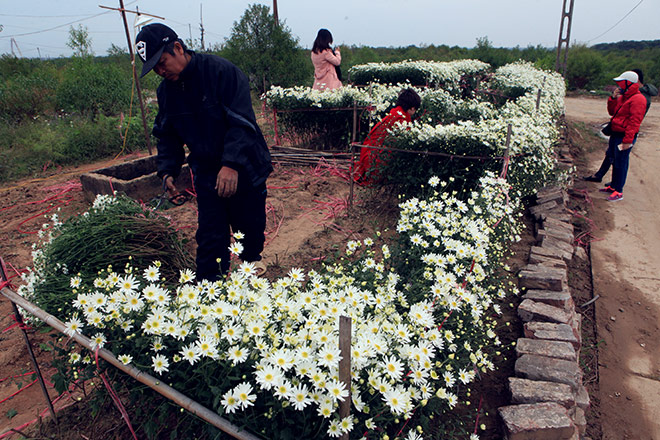 Hà Nội: Bất chấp rét đậm, hàng nghìn người đổ về Nhật Tân check-in cúc họa mi