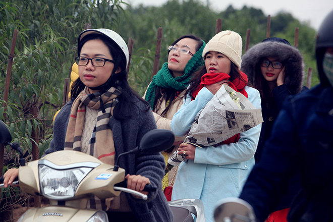 Hà Nội: Bất chấp rét đậm, hàng nghìn người đổ về Nhật Tân check-in cúc họa mi