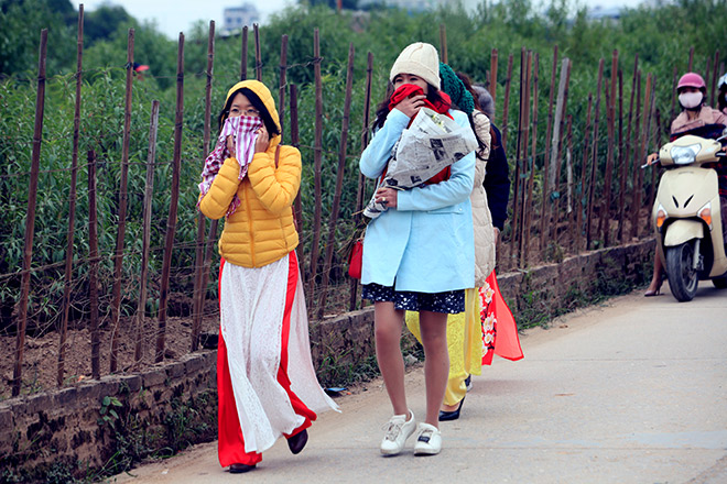 Hà Nội: Bất chấp rét đậm, hàng nghìn người đổ về Nhật Tân check-in cúc họa mi