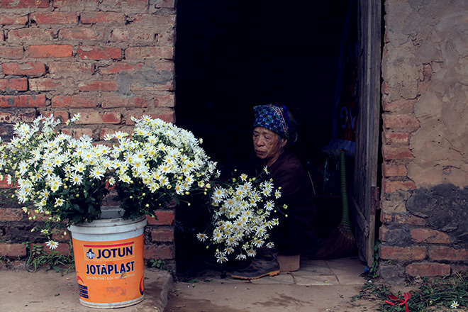 Hà Nội: Bất chấp rét đậm, hàng nghìn người đổ về Nhật Tân check-in cúc họa mi