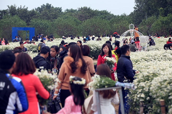 Hà Nội: Bất chấp rét đậm, hàng nghìn người đổ về Nhật Tân check-in cúc họa mi