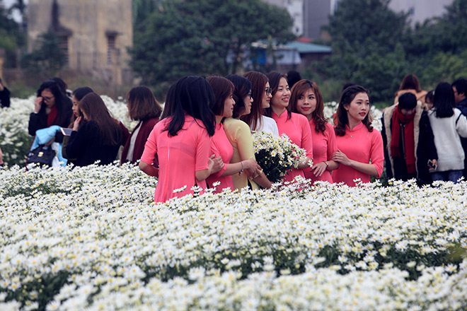 Hà Nội: Bất chấp rét đậm, hàng nghìn người đổ về Nhật Tân check-in cúc họa mi