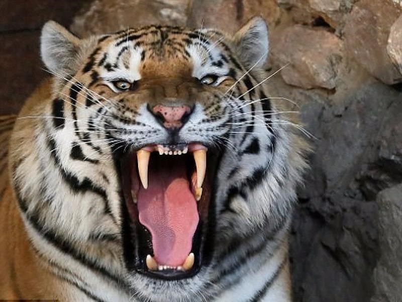 Hổ rạp xiếc xổng chuồng, gây náo loạn nhà ga ở Paris