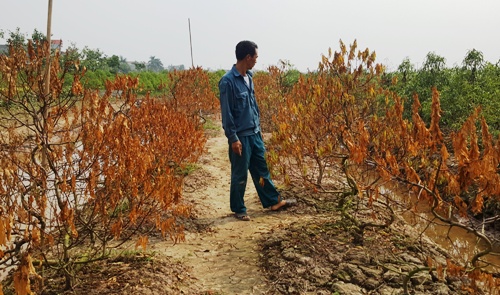 Hơn 1.000 cây đào Tết chết khô ở Thái Bình