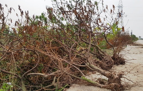 Hơn 1.000 cây đào Tết chết khô ở Thái Bình