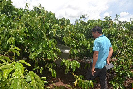 Anh trai dùng dao chém người đàn ông hiếp dâm em gái