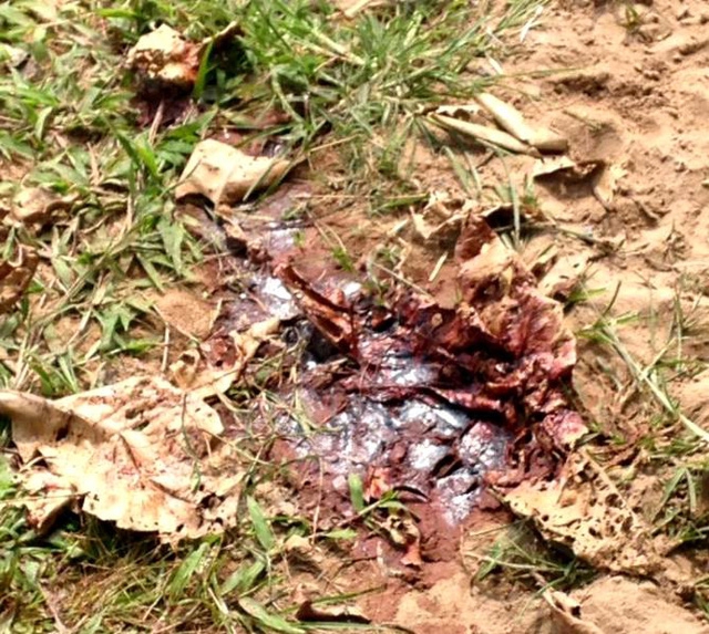 Đàn trâu bị chặt đứt gân chân: Thấy trâu nằm la liệt, tôi chỉ biết khóc và xót xa