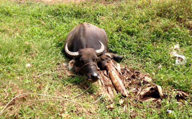 Đàn trâu bị chặt đứt gân chân: Thấy trâu nằm la liệt, tôi chỉ biết khóc và xót xa
