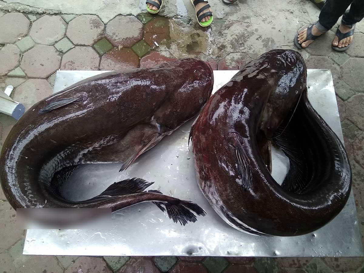 Cận cảnh cặp cá leo khủng nặng hơn 1 tạ xuất hiện ở Thủ đô Cận cảnh cặp cá leo khủng nặng hơn 1 tạ xuất hiện ở Thủ đô