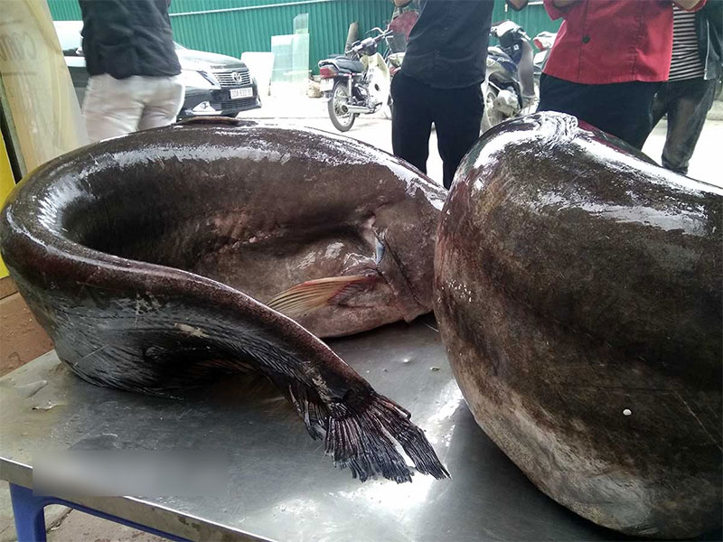 Cận cảnh cặp cá leo khủng nặng hơn 1 tạ xuất hiện ở Thủ đô Cận cảnh cặp cá leo khủng nặng hơn 1 tạ xuất hiện ở Thủ đô