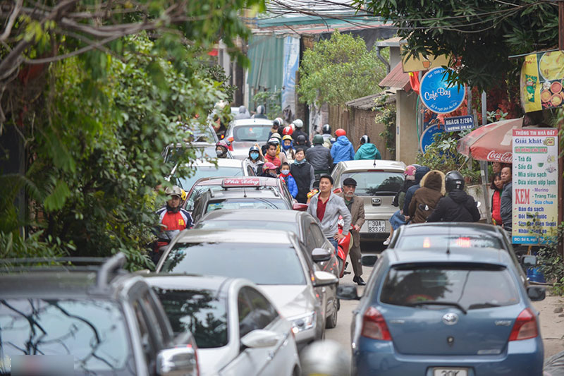 Đổ xô tạo dáng với cúc họa mi trong giá rét