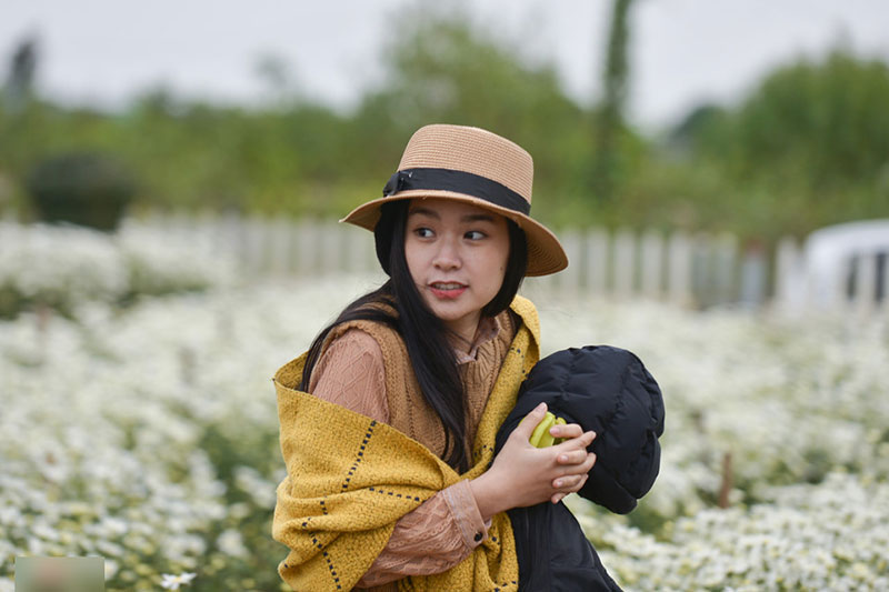 Đổ xô tạo dáng với cúc họa mi trong giá rét