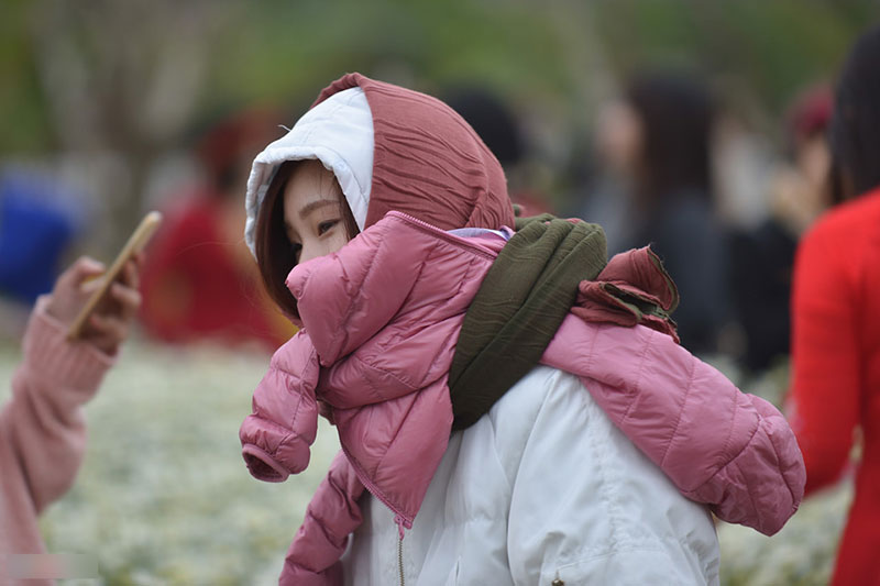 Đổ xô tạo dáng với cúc họa mi trong giá rét