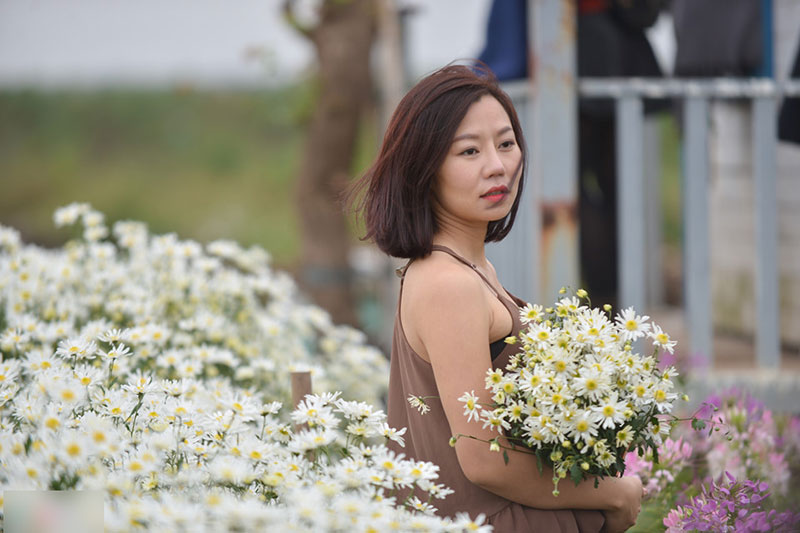 Đổ xô tạo dáng với cúc họa mi trong giá rét