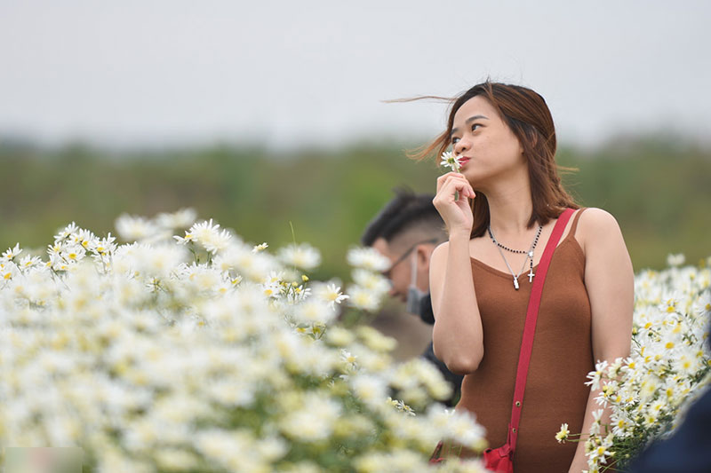 Đổ xô tạo dáng với cúc họa mi trong giá rét