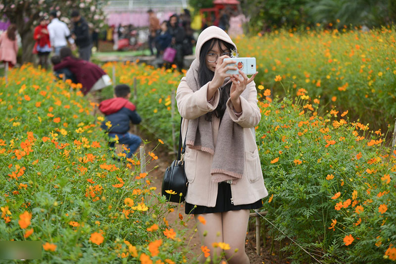 Đổ xô tạo dáng với cúc họa mi trong giá rét