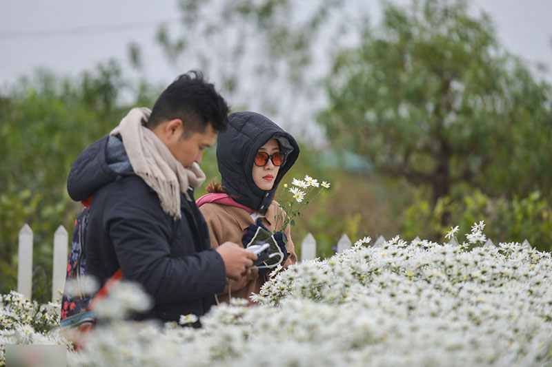 Đổ xô tạo dáng với cúc họa mi trong giá rét