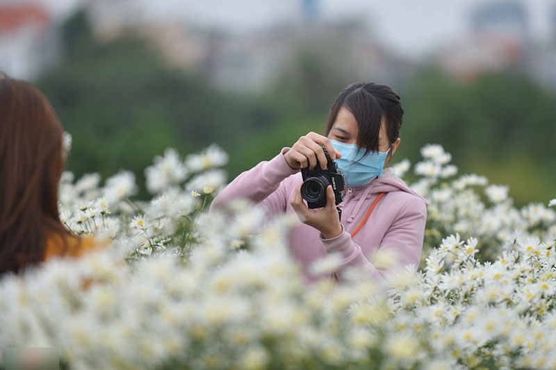Đổ xô tạo dáng với cúc họa mi trong giá rét