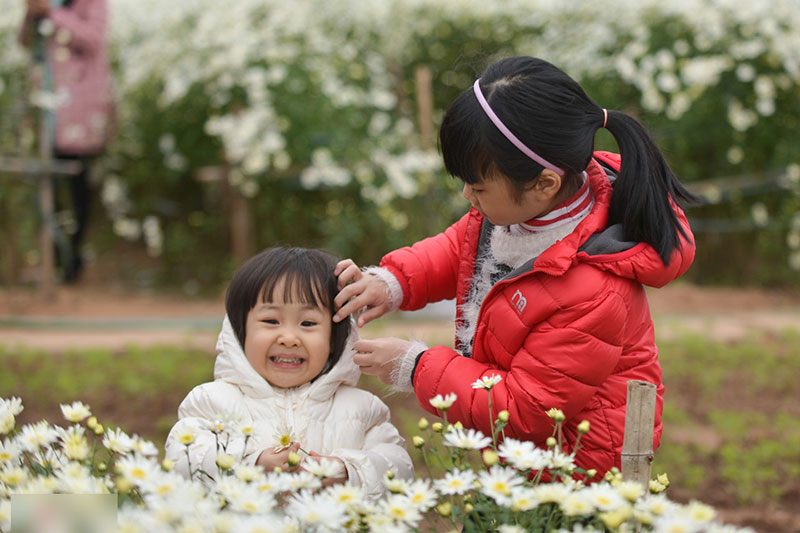 Đổ xô tạo dáng với cúc họa mi trong giá rét