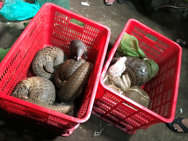 Bộ Công an bắt đối tượng buôn bán động vật hoang dã số lượng lớn