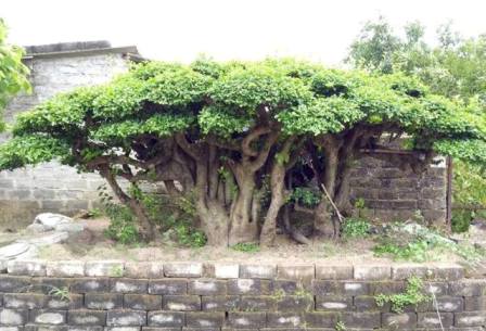 Cụ duối gần 300 tuổi giá 1,2 tỷ ăn đứt xe Camry có gì đặc biệt?